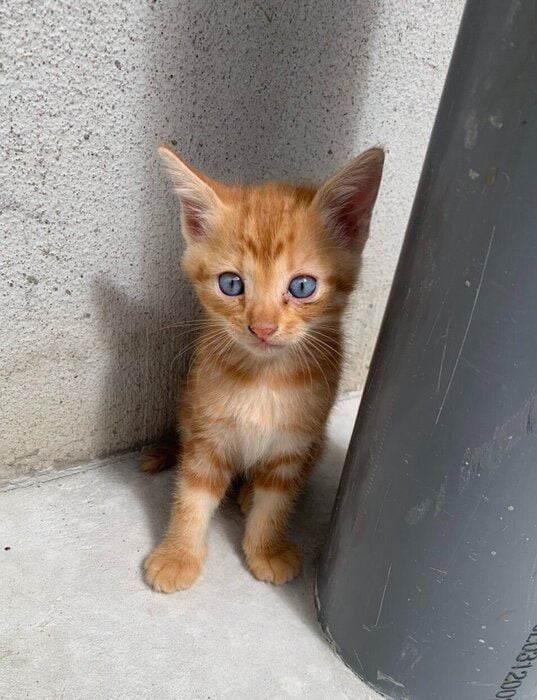 生後1カ月の子猫