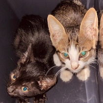 車道の真ん中で衰弱していた兄弟子猫を保護　弟を守っていた兄猫が“初めて甘えた瞬間”に胸がギュッ