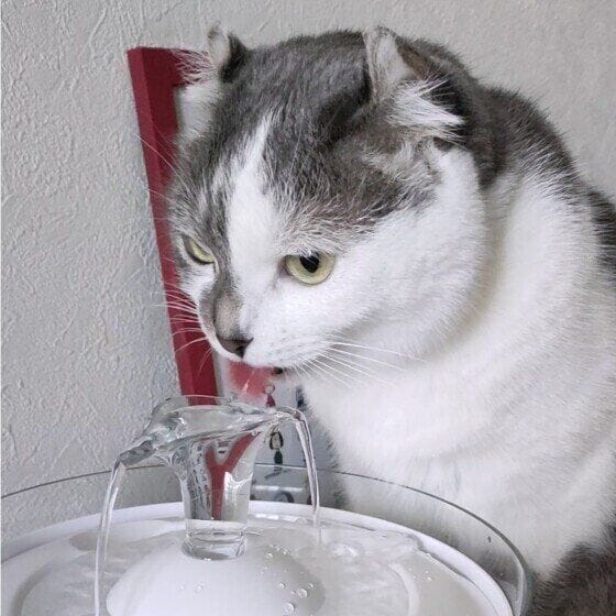 自動給水器で水を飲むマンチカール
