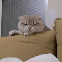 猫があまり水を飲まない理由は？ 猫の健康・病気のに関する疑問にお答え！
