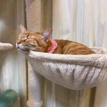 厳しい暑さを快適に乗り切る！猫が心地よく過ごすための環境整備