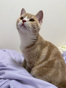お迎え当日からゴハンを完食していた生後5カ月の子猫→すくすくと成長し、1才の今は「かけがえのない大切な家族」に！