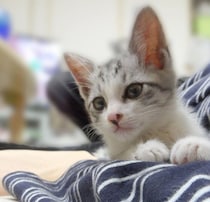 先代猫を亡くした悲しみのなか、2日間鳴き続けた子猫を保護→13才の今、飼い主さんにべったり寄り添う存在に