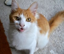 猫の呼吸数、1分間に何回が正常？　病気の可能性や受診サインを獣医師が解説