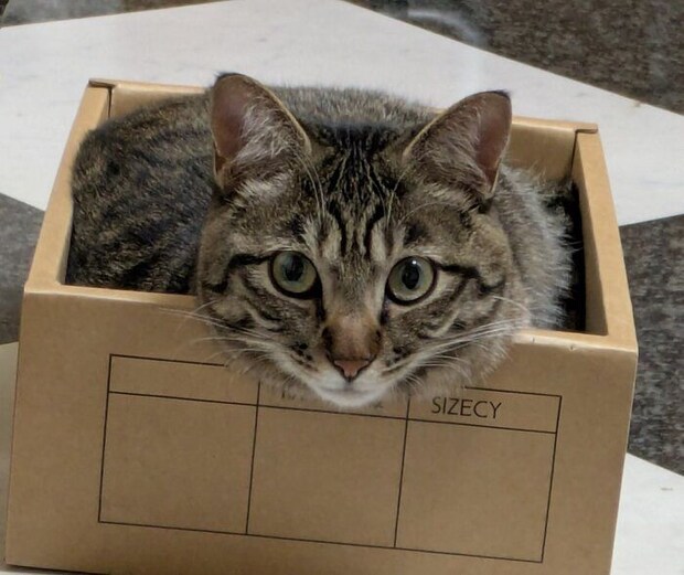 段ボール箱に入っている猫