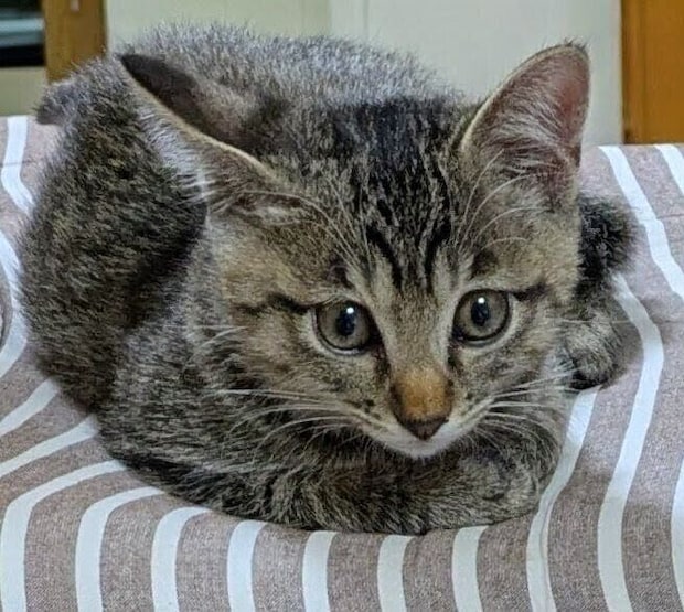 生後2カ月の子猫