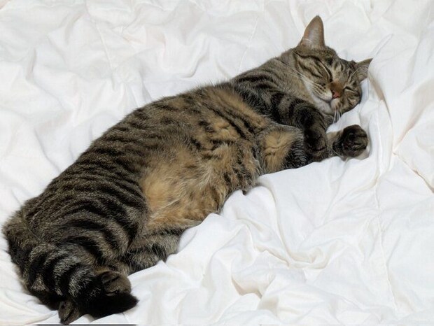 ぐっすりと眠っている猫