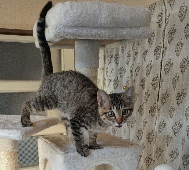 キャットタワーの上にいる子猫