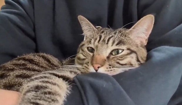 飼い主に甘える猫