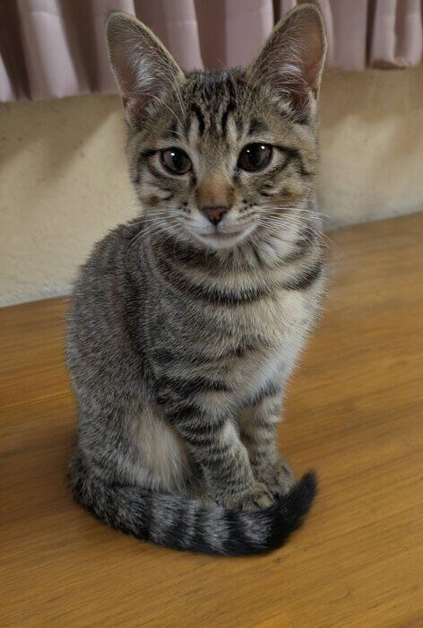 座っている子猫