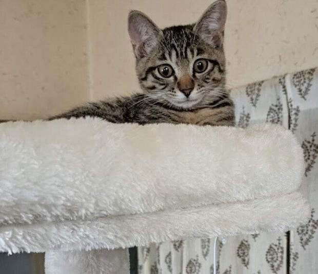 キャットタワーの上でくつろぐ子猫