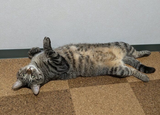 “ヘソ天”する猫