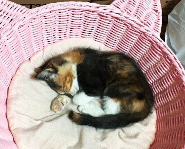 保護した日のはなこちゃん