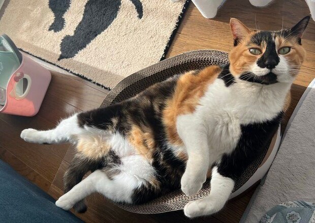 くつろぐはなこちゃん