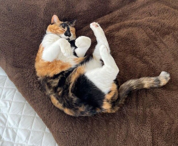 気持ちよさそうに眠るはなこちゃん