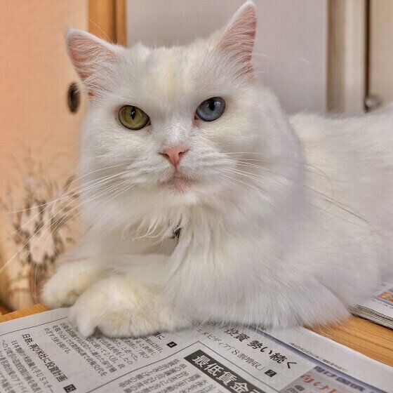 新聞の上に座るスコティッシュフォールド