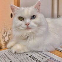 【調査】愛猫を「賢い」と感じたことはある？ 猫の体内時計や記憶力についても獣医師が解説