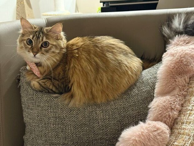 寝起きのララちゃん