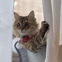カーテンから顔をのぞかせ、帰宅した飼い主さんを出迎える猫の心理を獣医師に聞いた！