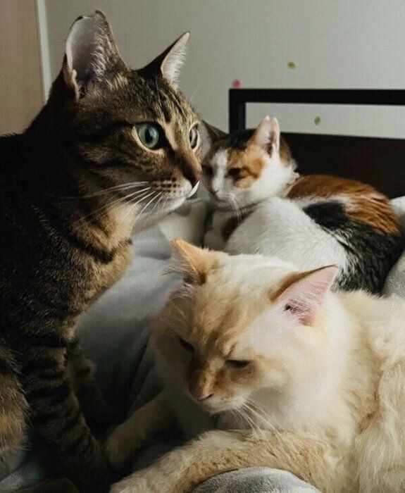 信玄くん、先住猫・ミルフィちゃんとの3ショット