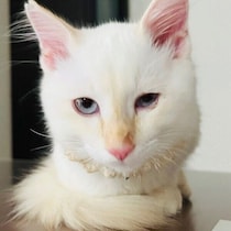 “飼い主と同じ誕生日”に運命を感じて迎えた保護子猫→2才の今、真っ白だった毛色に変化が！
