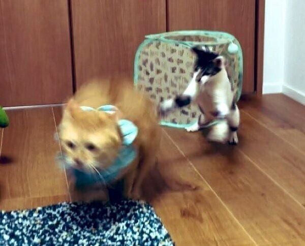 ちゃろう丸くんを追いかけるぶぶちゃん