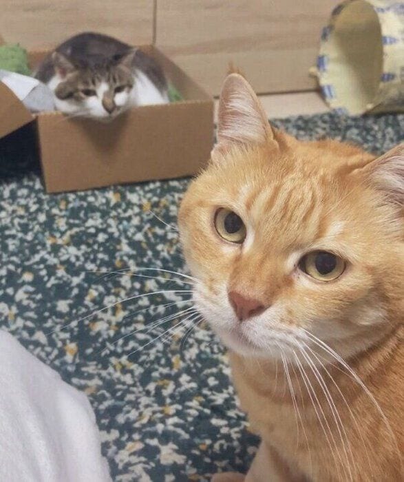 ちゃろう丸くんとぶぶちゃんの2ショット