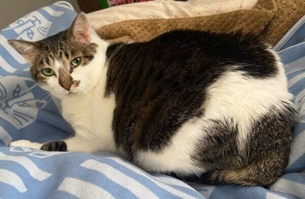くつろぐぶぶちゃん