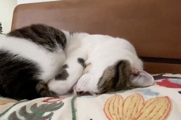 体を丸めてリラックスするぶぶちゃん
