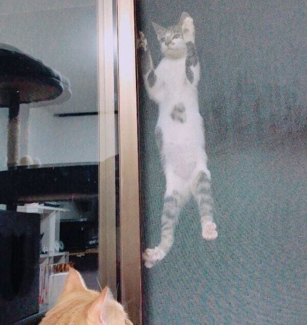 網戸によじ登るぶぶちゃん