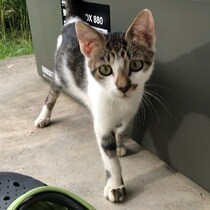 大型台風前に迷い込んできたガリガリの子猫を保護→7才の今、“爆音”でのどを鳴らすおしゃべりなコに