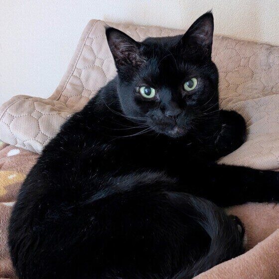 じっと見つめる黒猫