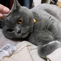 猫の「健診」はなぜ必要？　健診でわかることやコースの選び方を解説