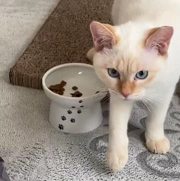 ゴハンを食べ終えてカメラの方を見るポコちゃん