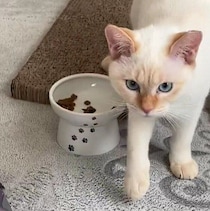 「きっと意味がある」飼い主さんが出した答えとは？　ゴハンのあとでカキカキする子猫の行動を獣医師が解説