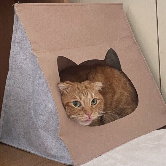 マンチカン　お家でぬくぬく