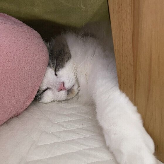 ミックス猫　ラグスコ