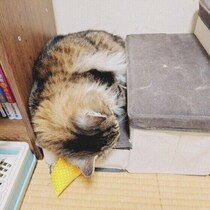「怖いから隠れてる？」家具の隙間に入る猫、実は別の理由があることも
