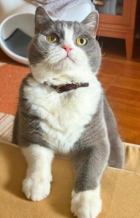 ソファに上がってこようとしているまるくん