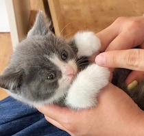 初対面で「このコだ！」と感じた子猫　10才の今、ずっと隣にいてくれる“宝物以上の存在”に