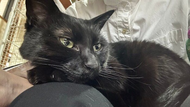 飼い主に甘える猫