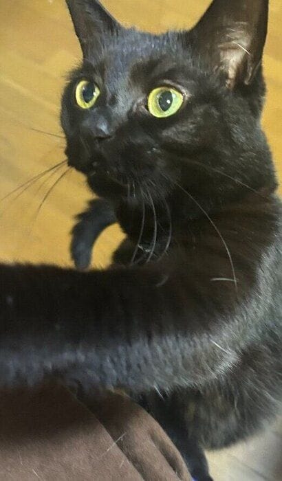 前足で飼い主さんを触る裕ちゃん