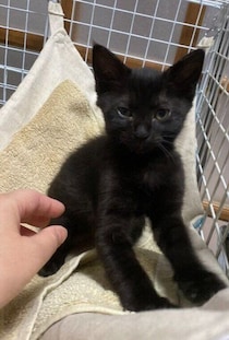 初対面時に机の下に隠れていた生後2カ月の保護子猫→6年後、甘えん坊なところが魅力の「美しいお嬢さん」に成長！