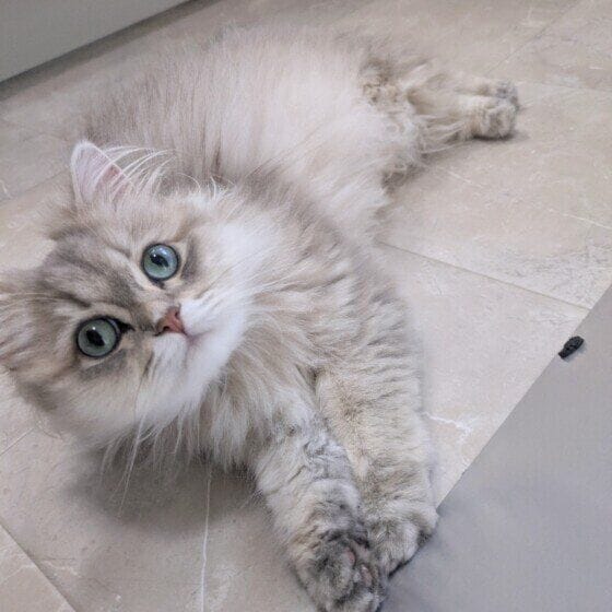 猫ののあちゃん
