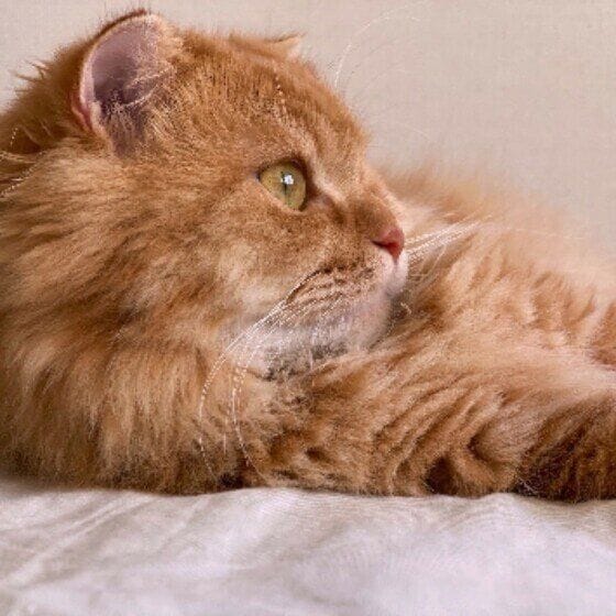 その他の猫種 ミヌエット