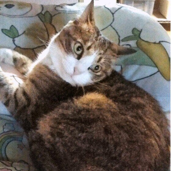 その他の猫種 かわいいポーズ