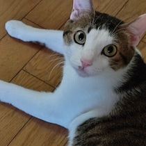 猫は自分の名前を理解している？　呼ぶと反応する理由を獣医師が解説