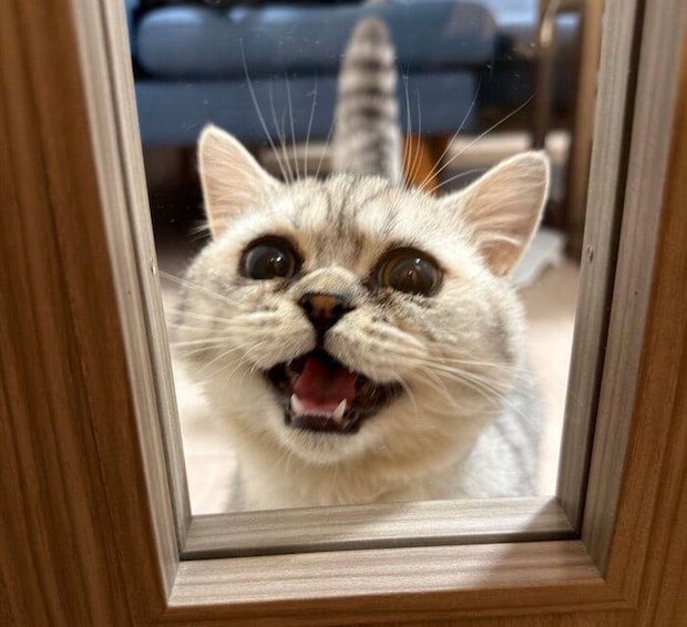 帰宅した飼い主さんを出迎えるしらすおろしくん