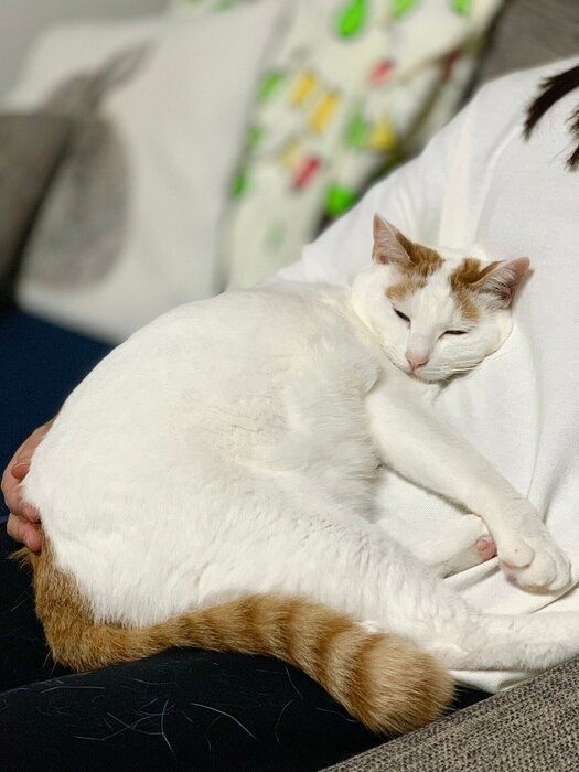 飼い主に甘える猫