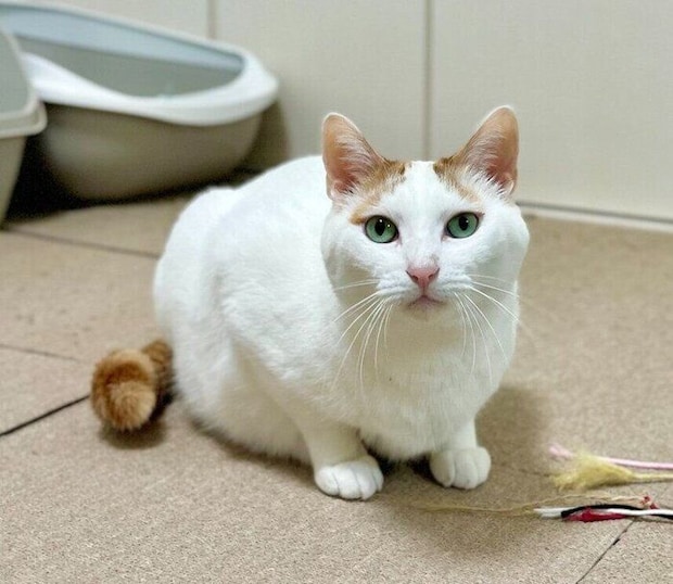 飼い主を見つめる猫